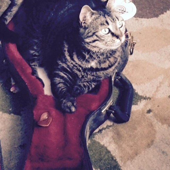 Meet your Posher, Billy - Picture 1 of 1